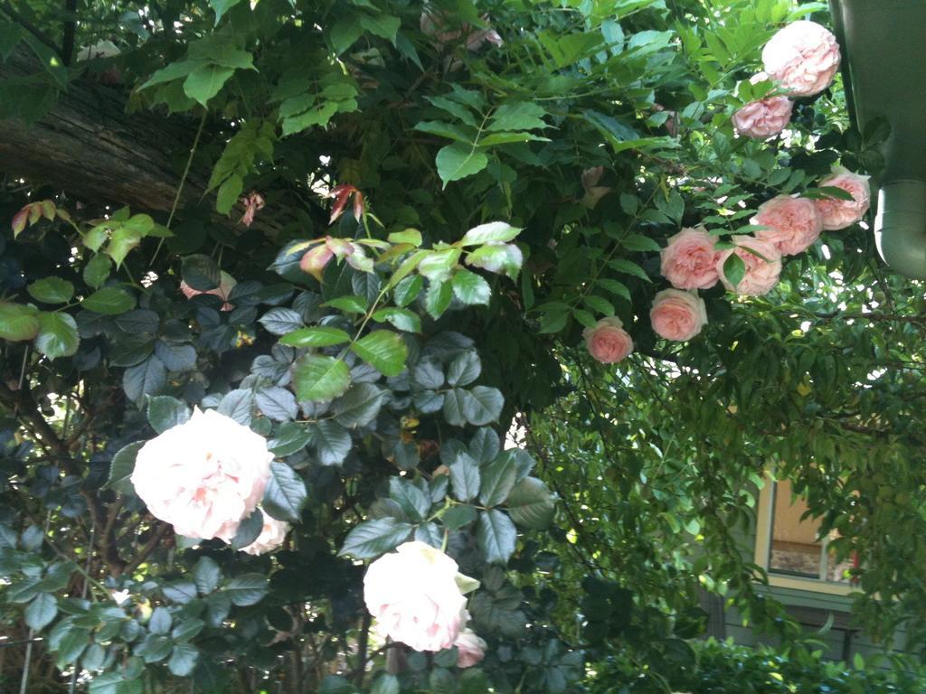 Glen Waverly Farmstay Glen Innes Zimmer foto